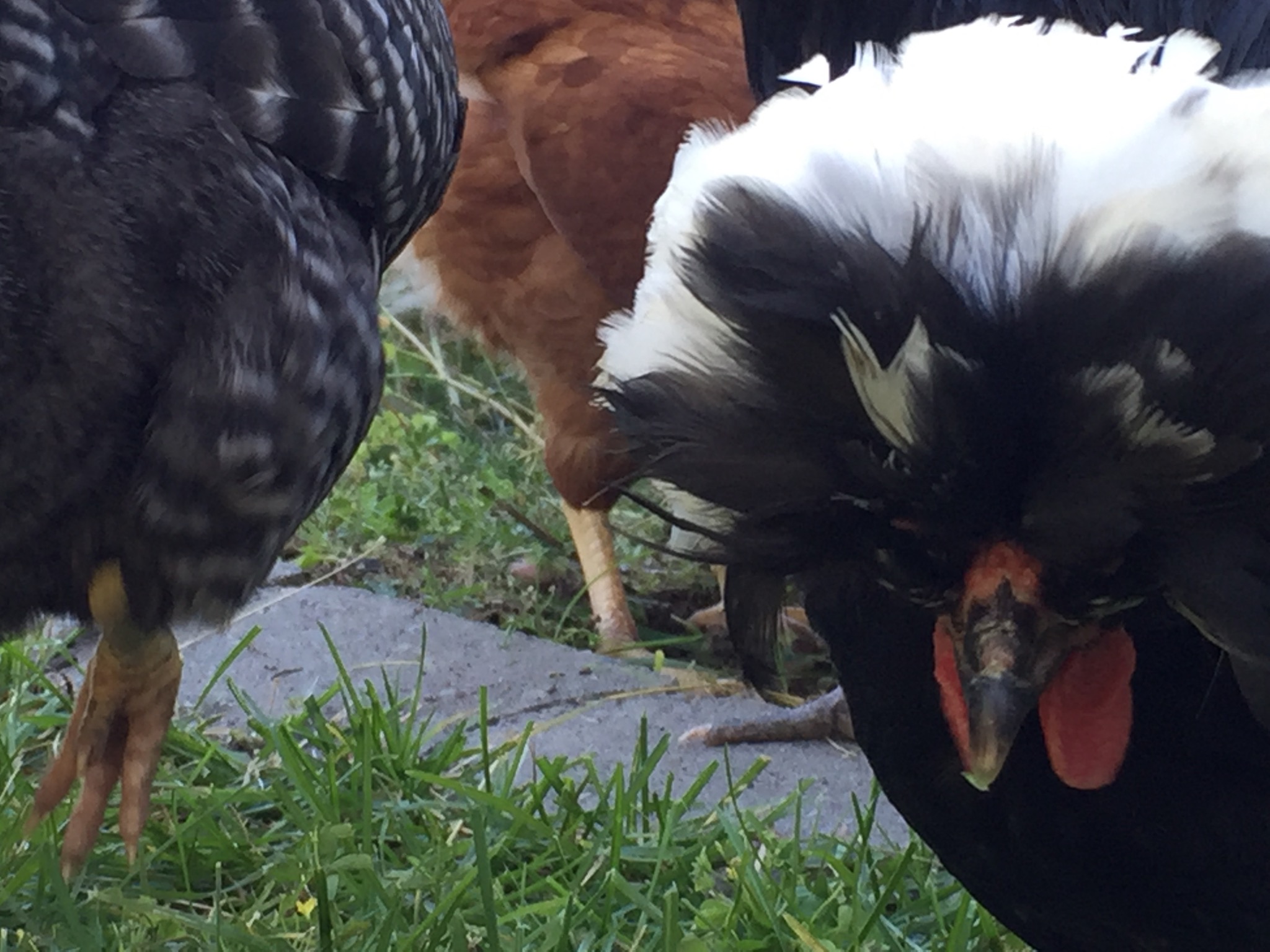 Sponge bob square pants