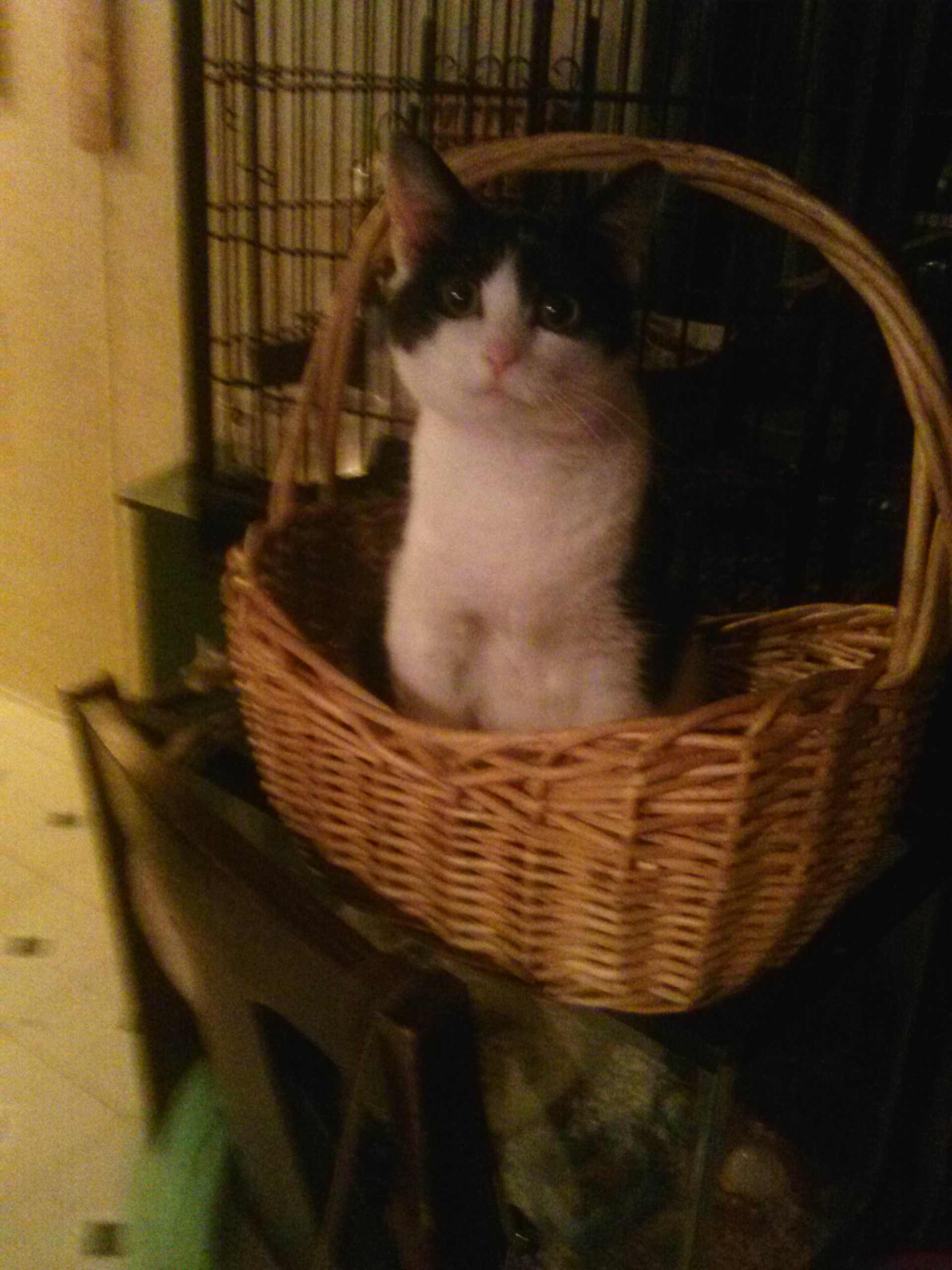 Spooky in the basket.