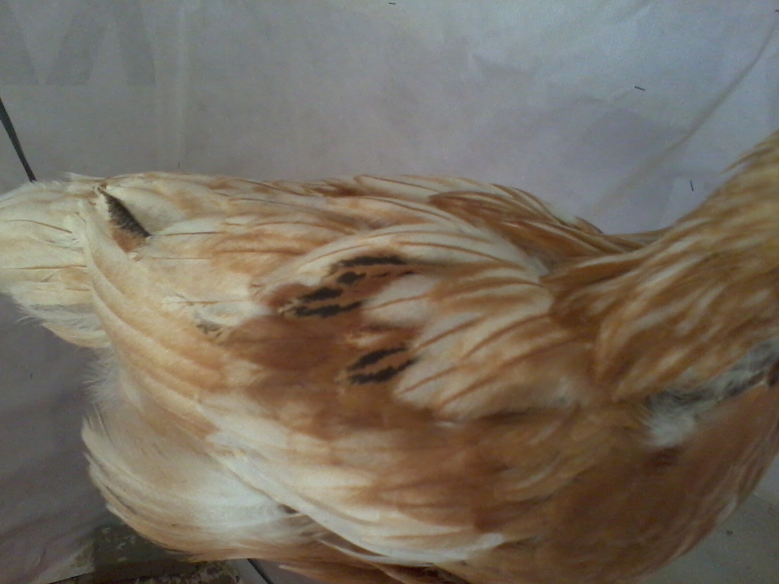 Spot and her strange feathers :) (4 Weeks)