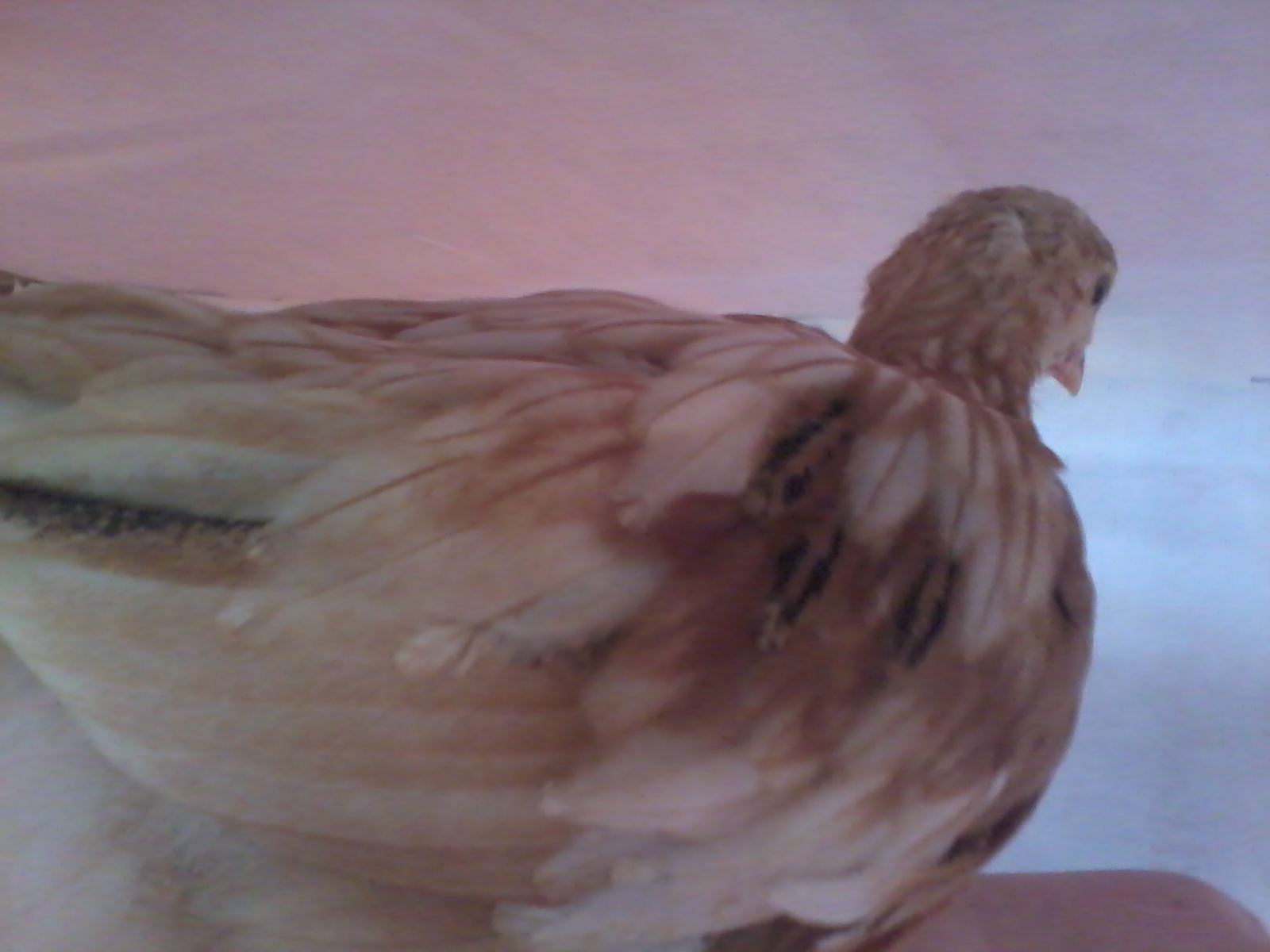 Spot and her strange feathers again :) (4 Weeks)