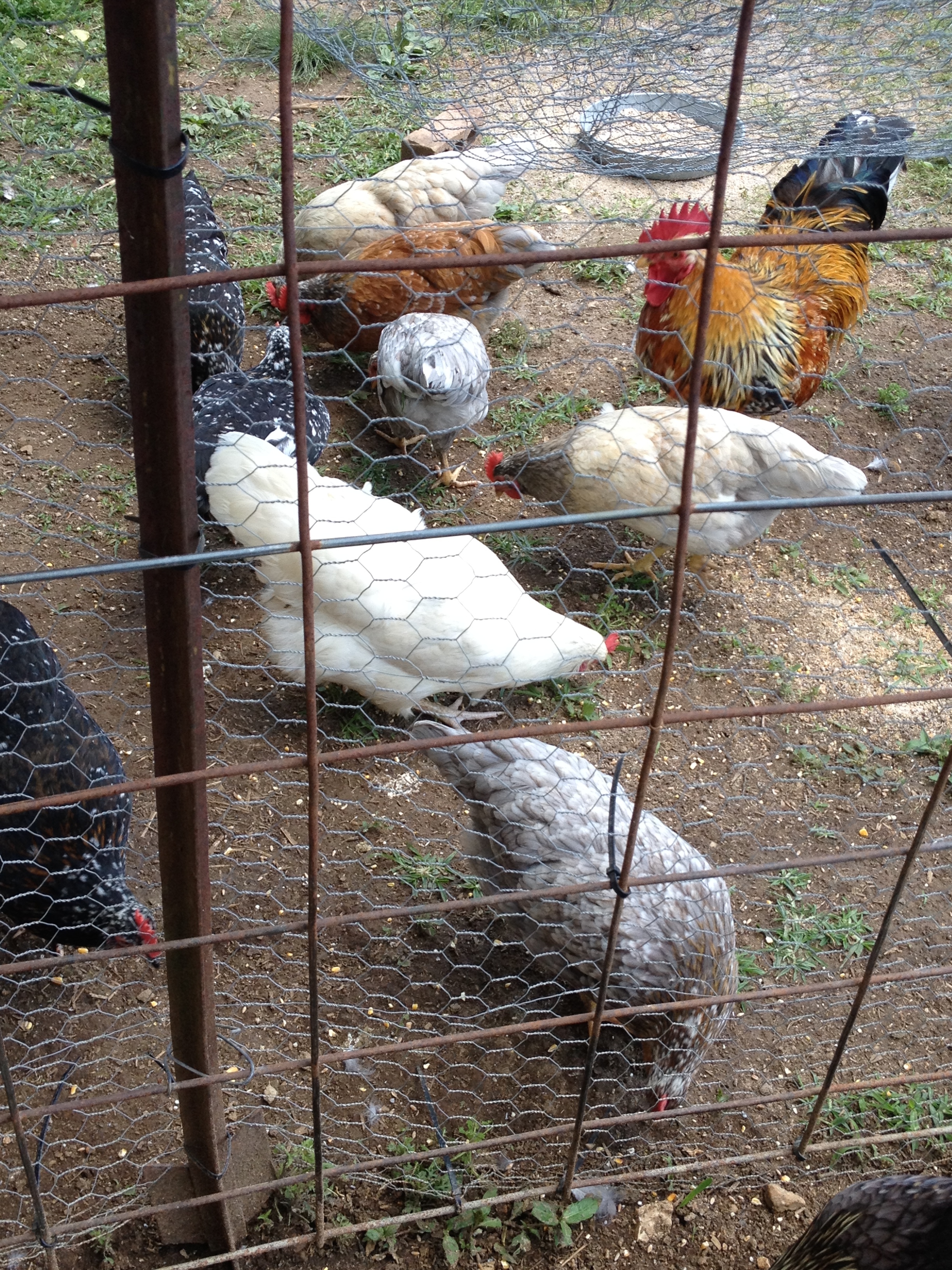 Spoticus and some of his girls.
