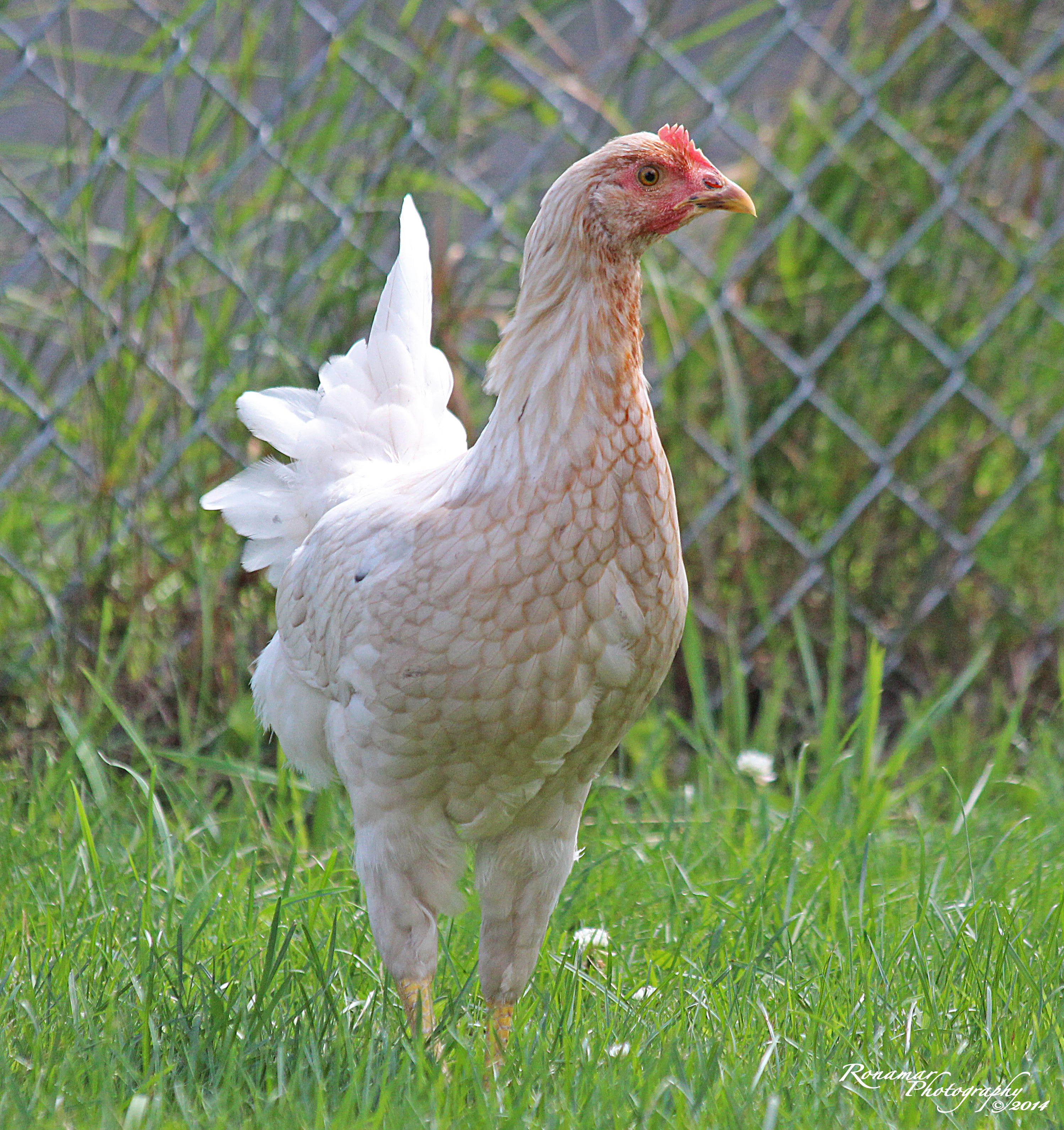 Spots. Who started with a few black feathers and is now changing to this. Who knows what she'll end up looking like.