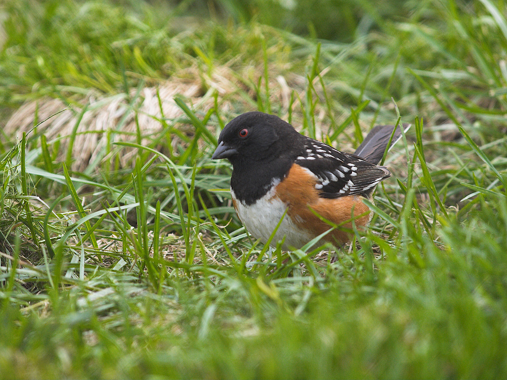 Spotted Towhee