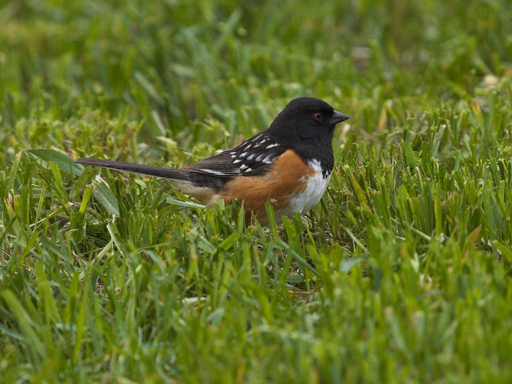 Spotted Towhee