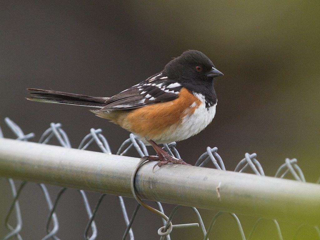 Spotted Towhee