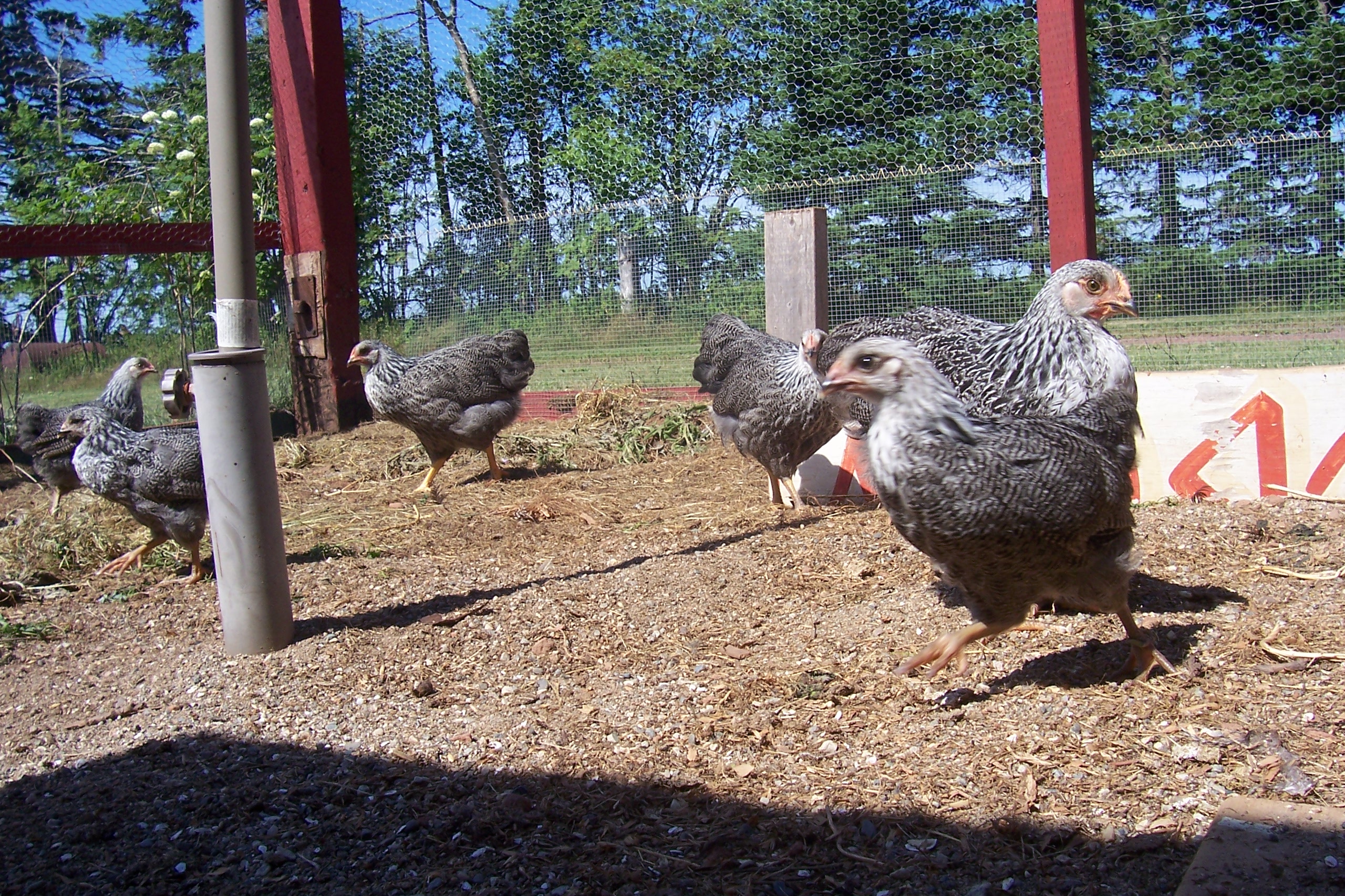 sppr pullets 2012