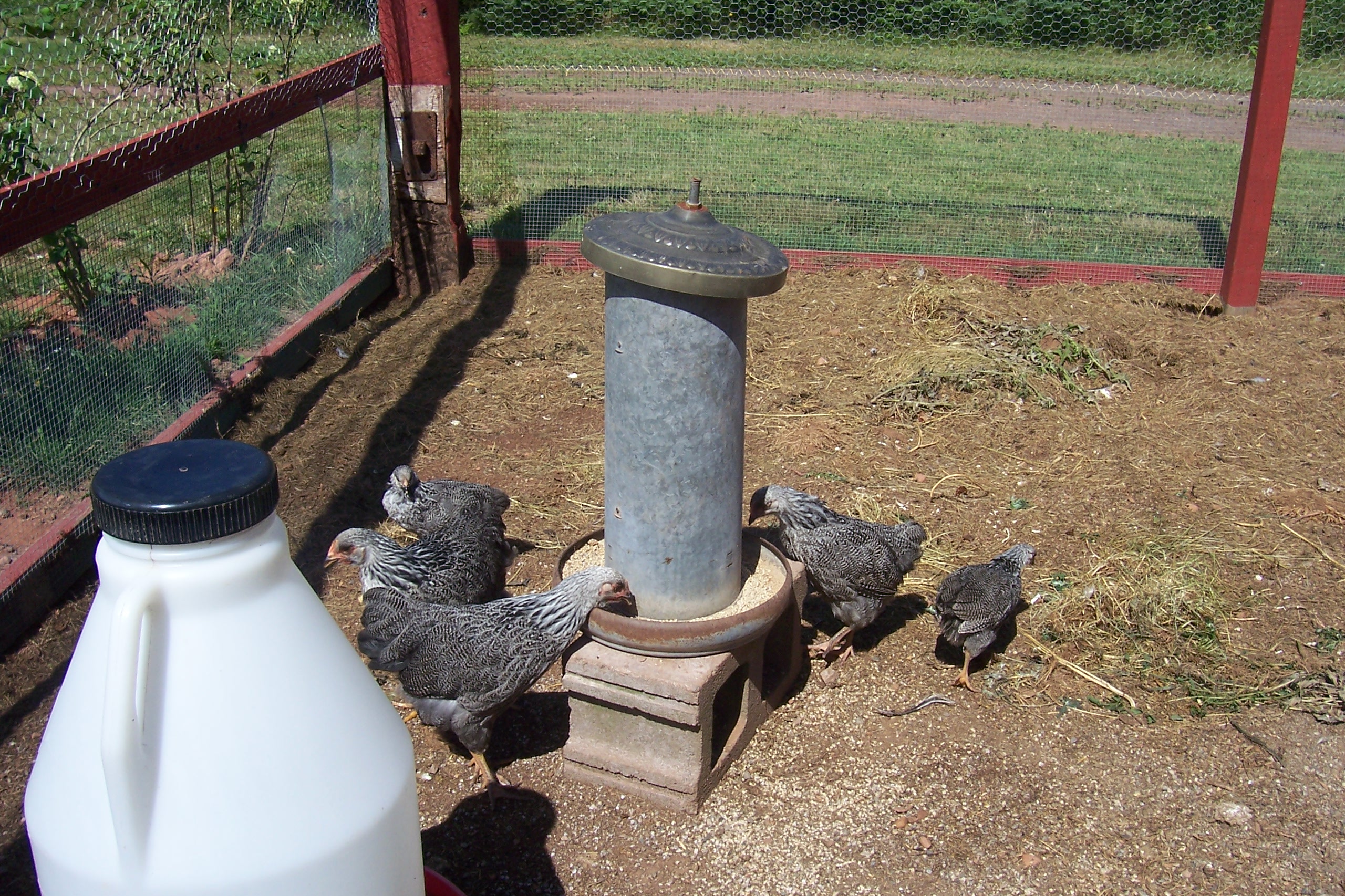 sppr pullets 2012