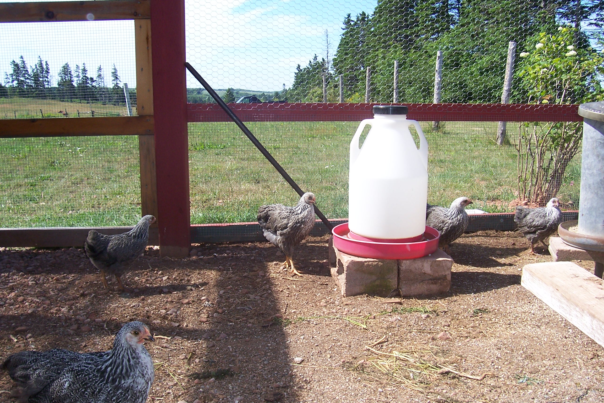 sppr pullets July 2012
