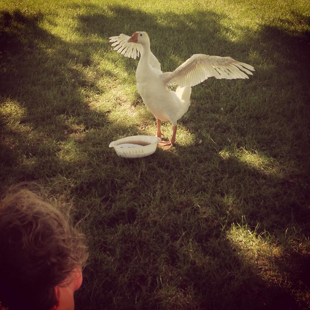 Spreading his wings!