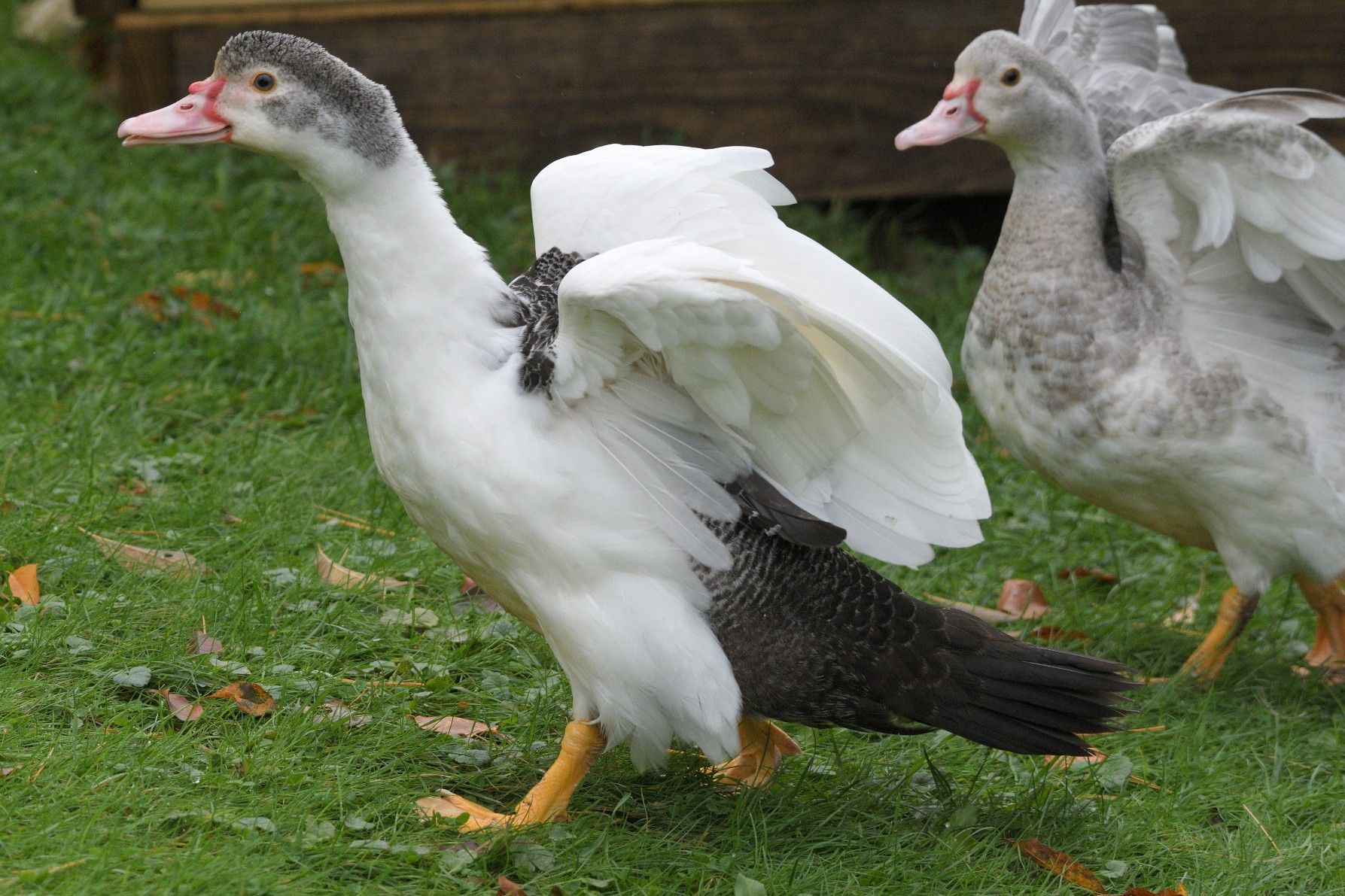 Spreading Their Wings