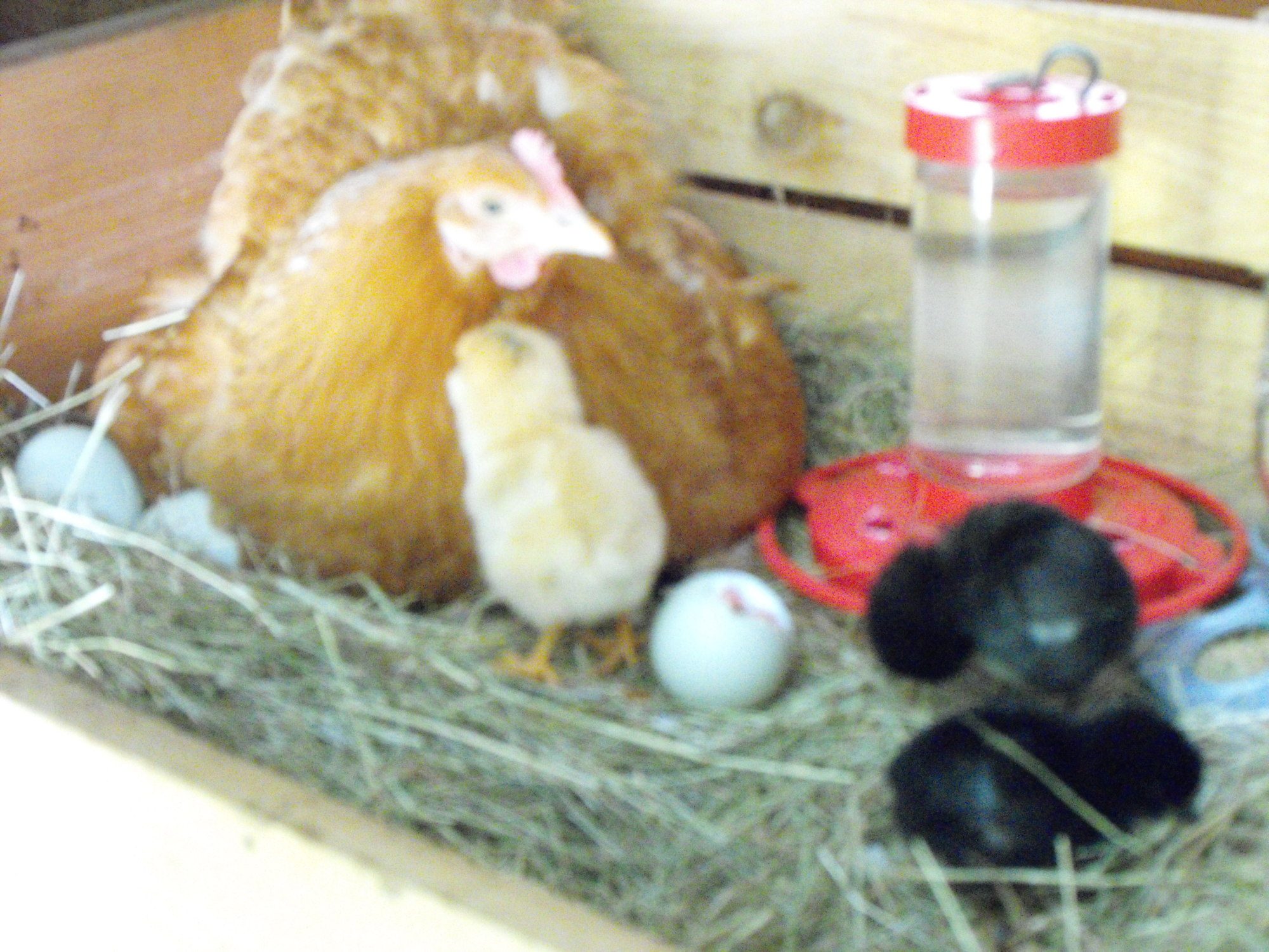 Spring 2011 chicks
