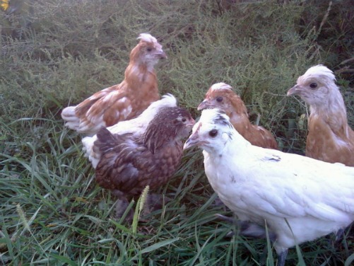 Spring 2011 cohort (and a partridge cochin friend)
