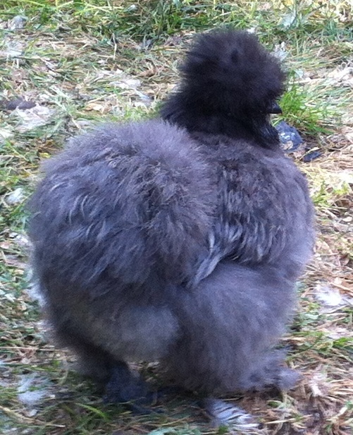 Spring 2012 blue pullet