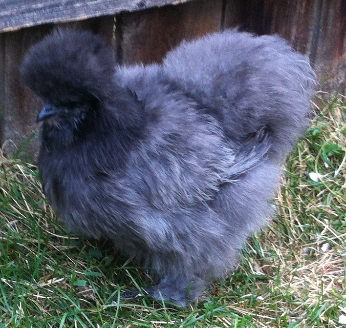 Spring 2012 blue pullet