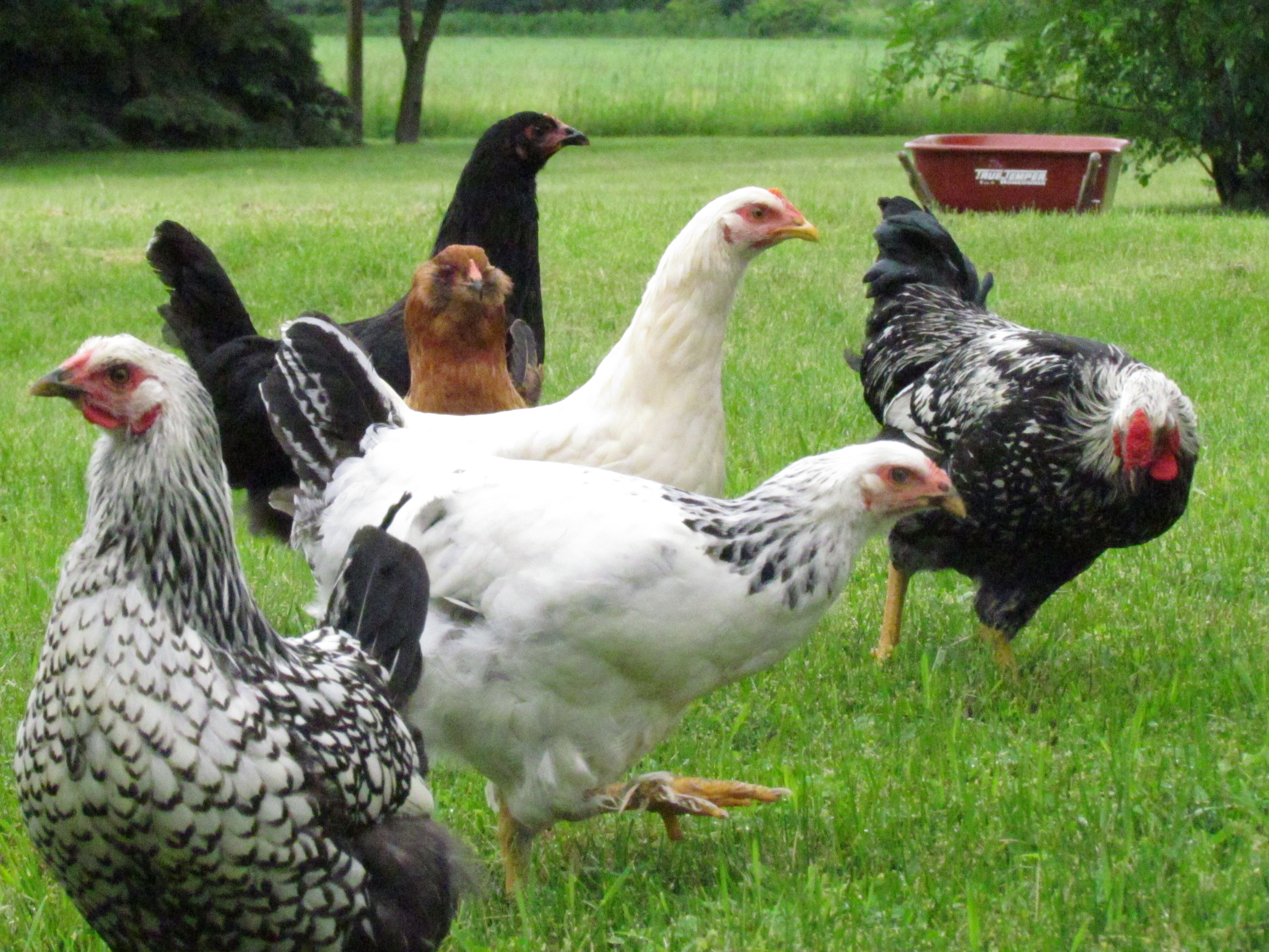 Spring 2013 Chicks