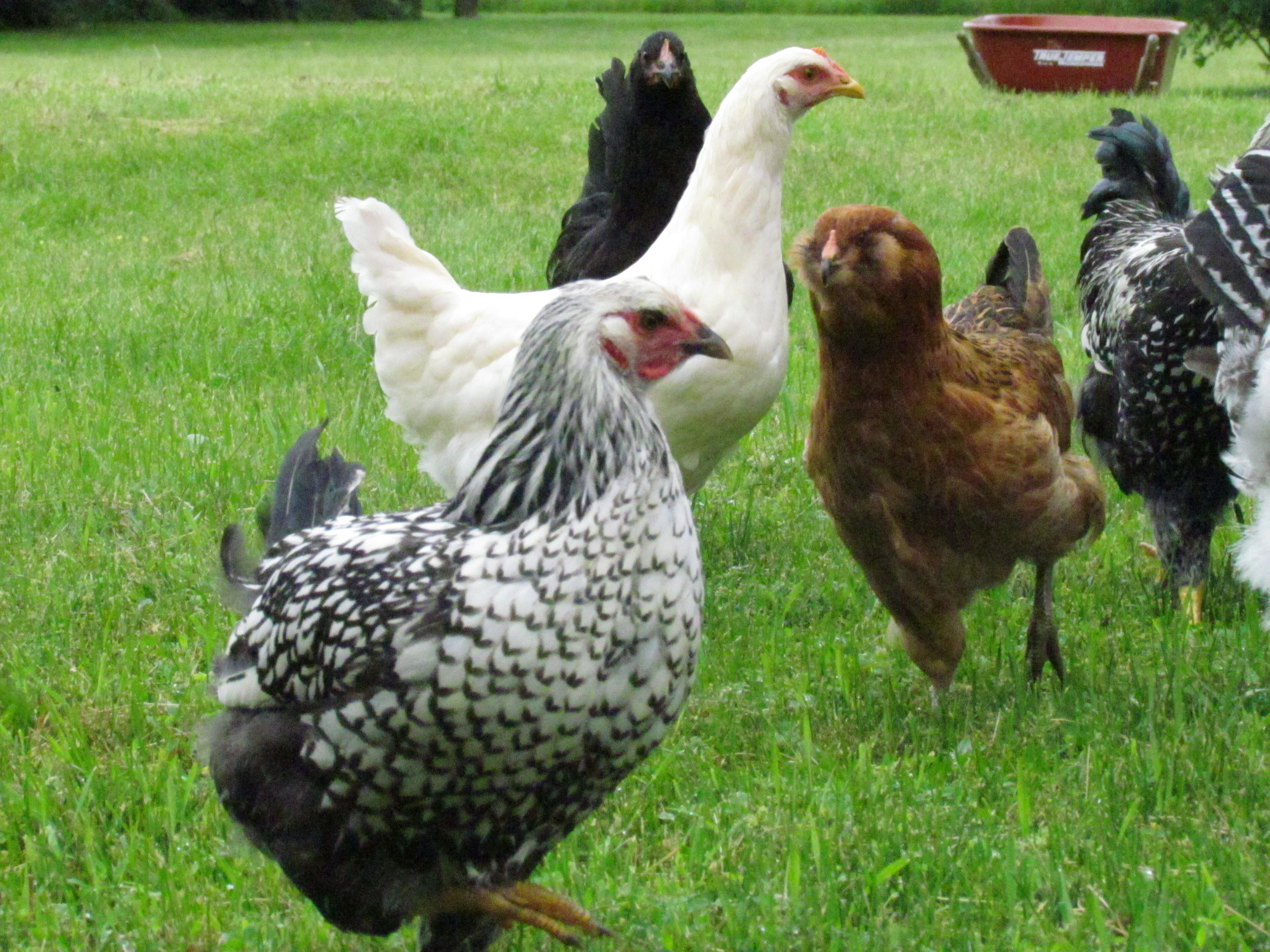 Spring 2013 Chicks