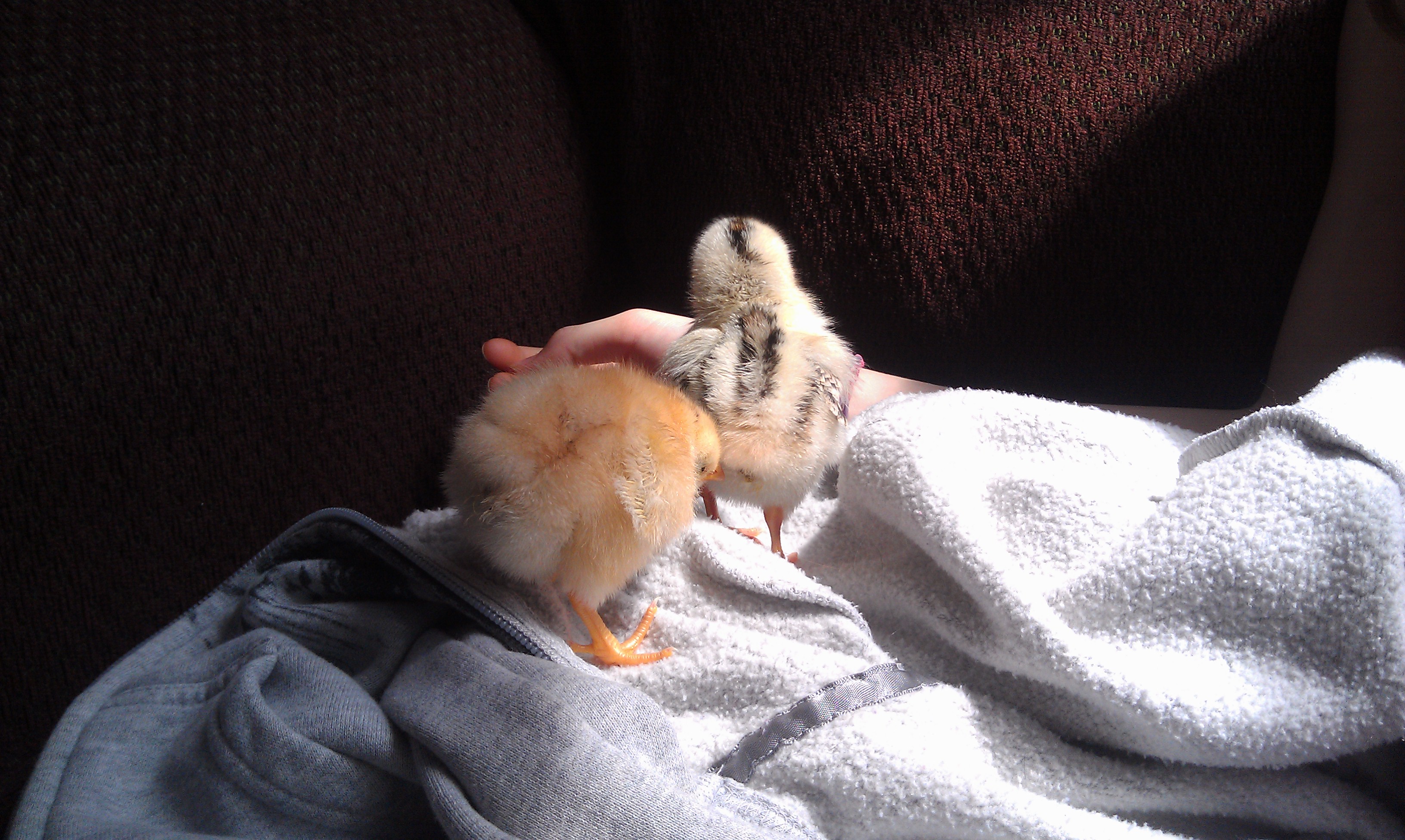 Spring 2014. And welcome Penelope, Pip's little sister & my personal favorite chicken ever:) She's the sweetest hen, loves to cuddle, make the most adorable sounds & is gentle as can be<3