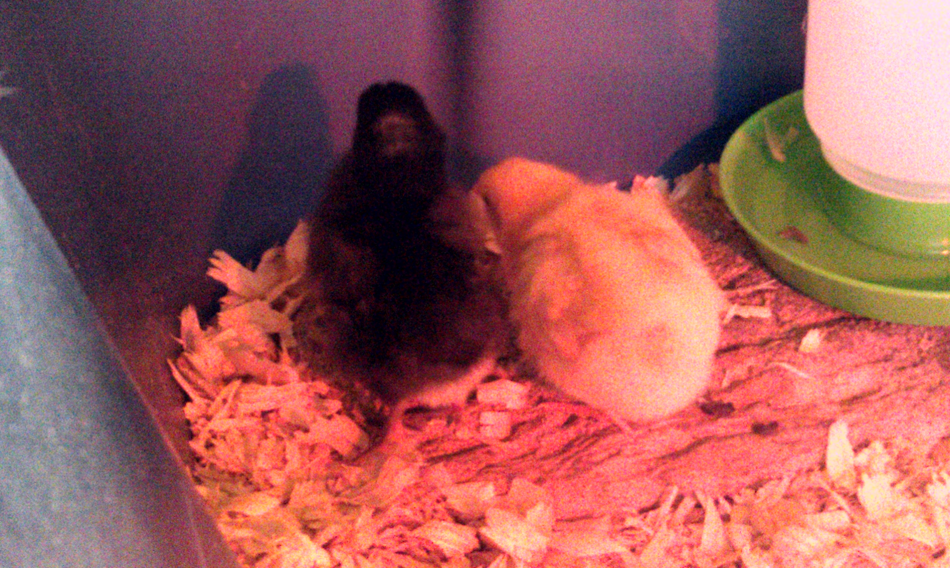 Spring 2014. Babies!! This is Fudge, the Plymouth Rock & Clementine the Buff Orpington. We went to the farm supply store for more shavings & came home with 2 peeps....oops!!;)