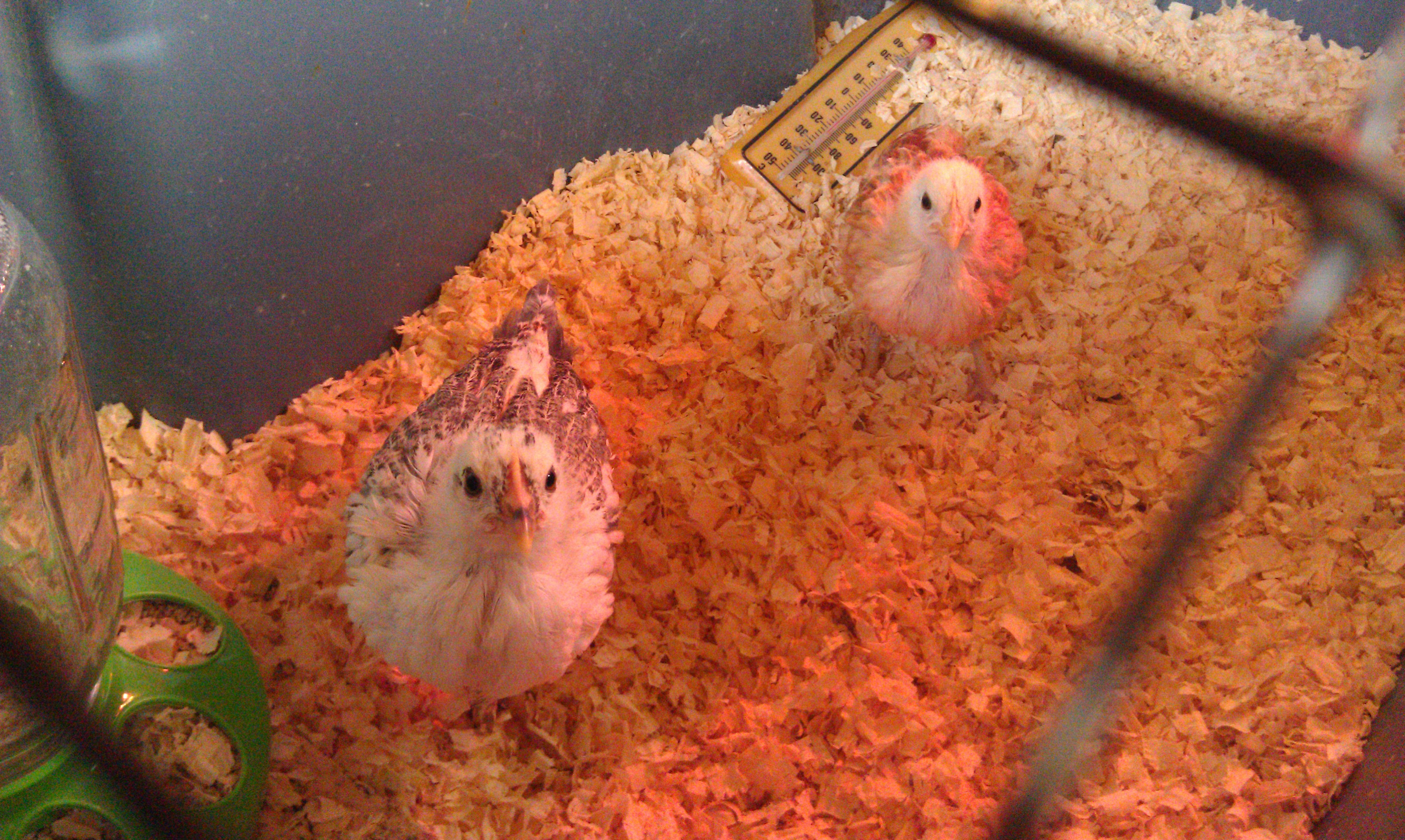 Spring 2014. Pip & Penelope:)