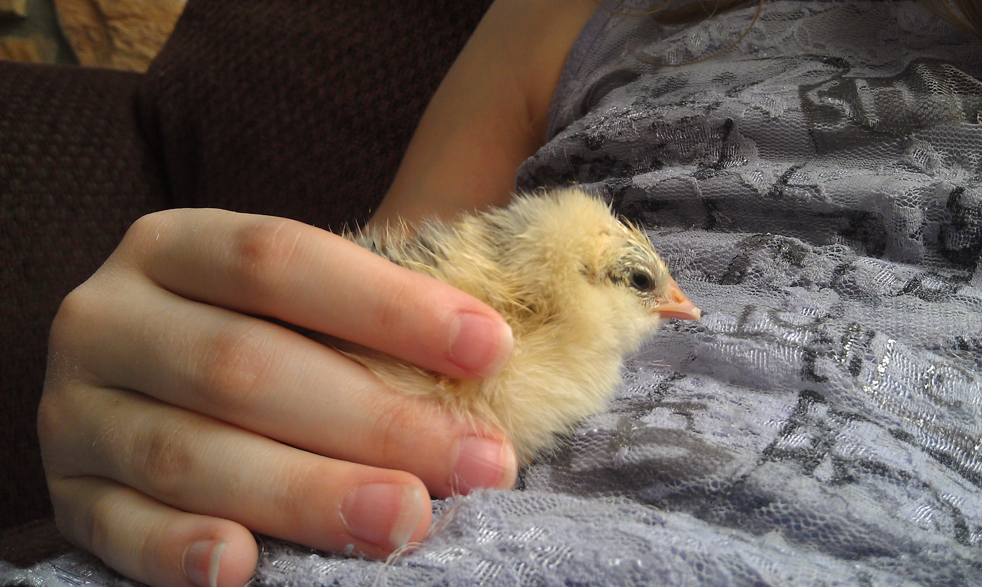 Spring 2014. Pip was the first to hatch from the clutch that was brooded by our dearly departed Butterscotch. Being newbies & unprepared for the "accident", we improvised & put her clutch in a canning kettle with a heat lamp, a thermometer & hygrometer & amazingly enough we hatched two chicks:) Not nearly what we had originally expected, but all things considered, I'd say it was a miracle we hatched any at all.