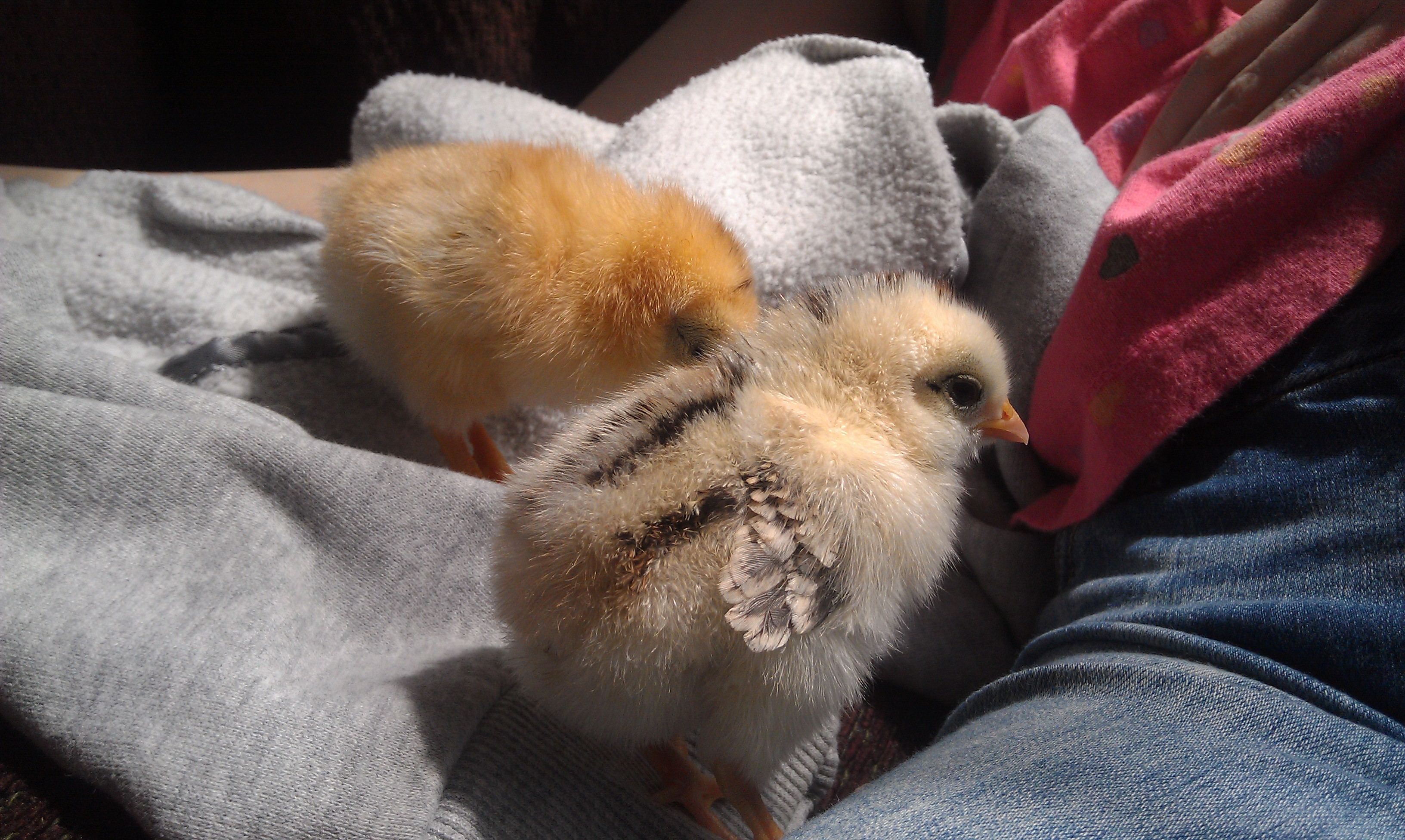 Spring 2014. Pip (with the stripes) & Penelope:)