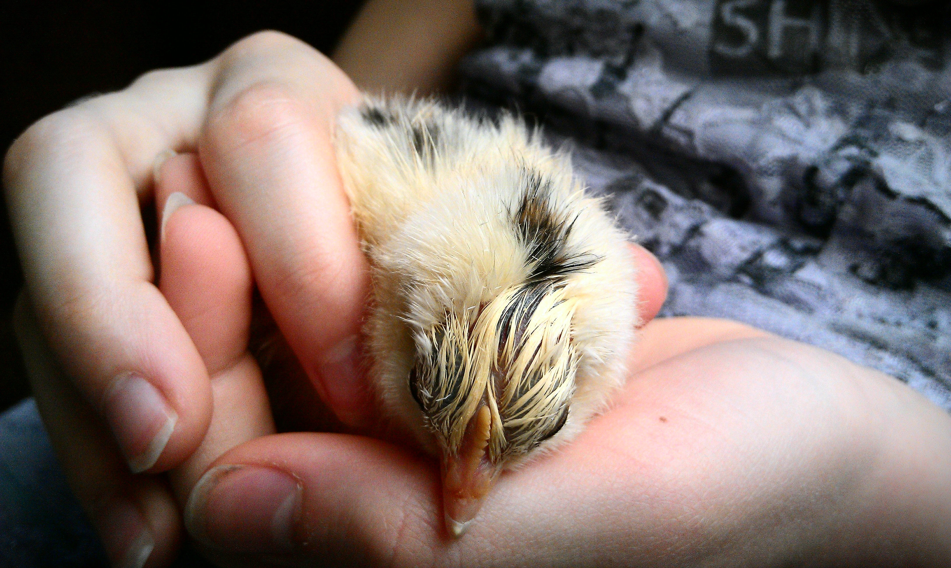 Spring 2014. Sleepy little boy