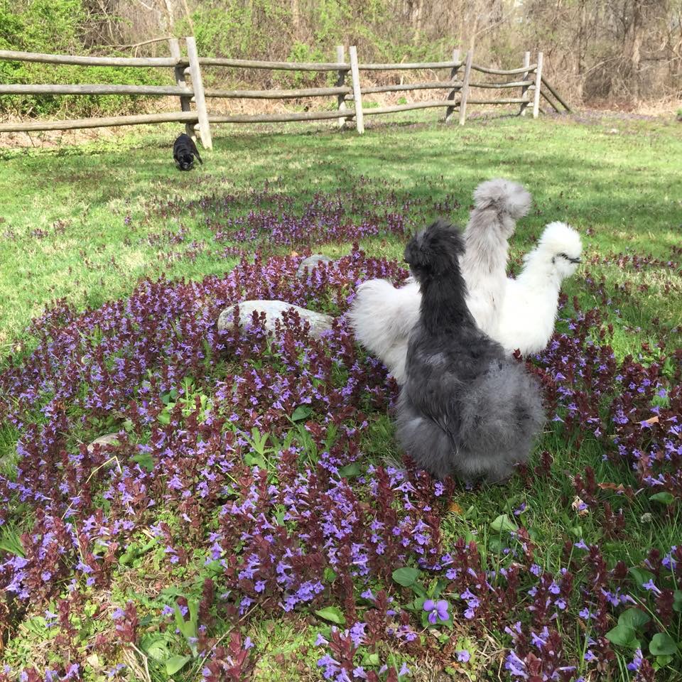 Spring 2016