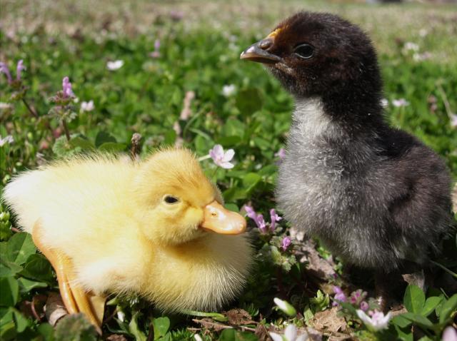 Spring Babies