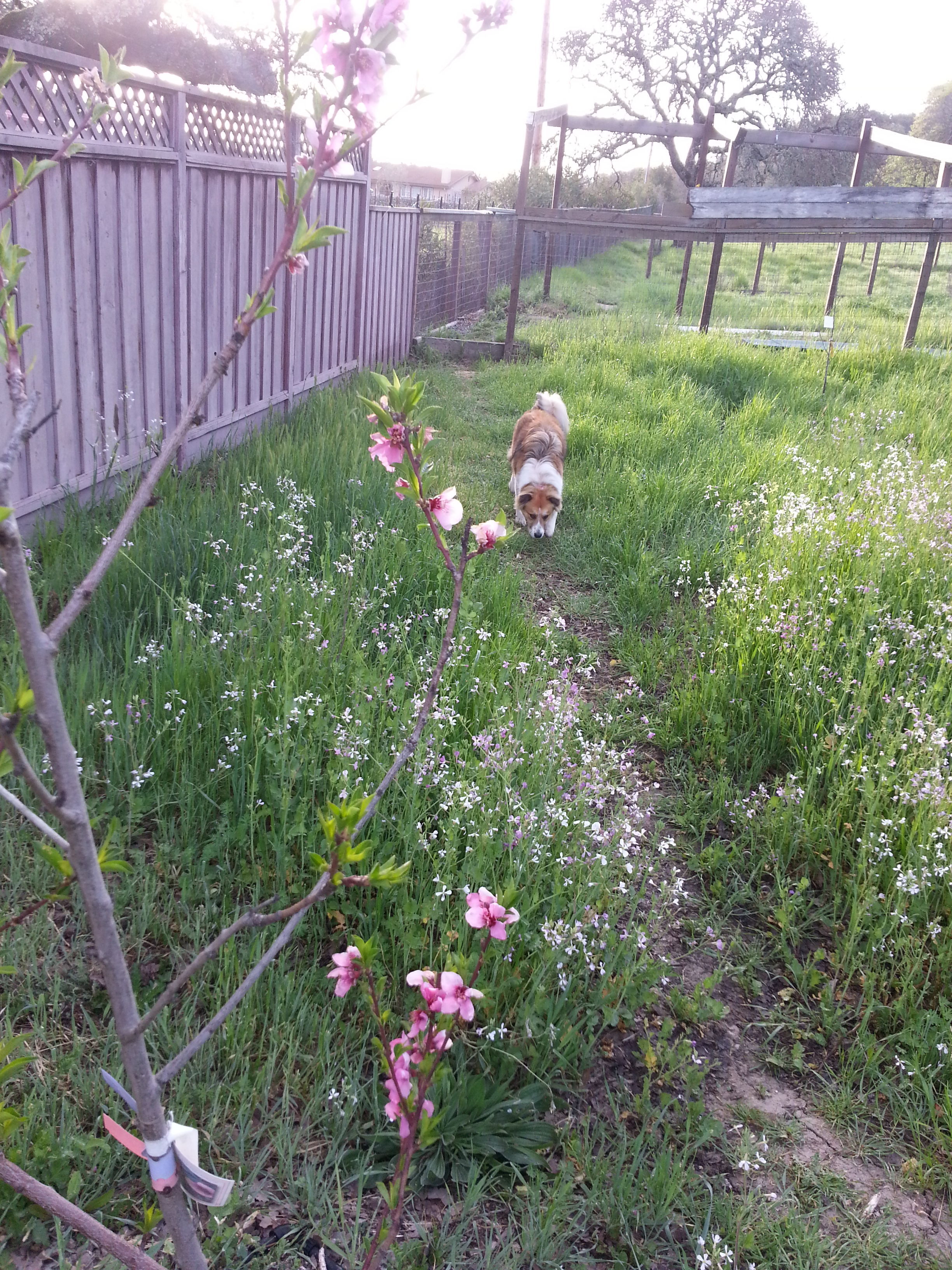 Spring begins