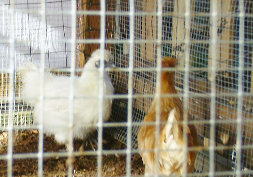 Spring Breeding Plans

Snow Ball - PB Silky Banty -Pullet

Scotty - Sultan/Silky - Banty - Cockerel