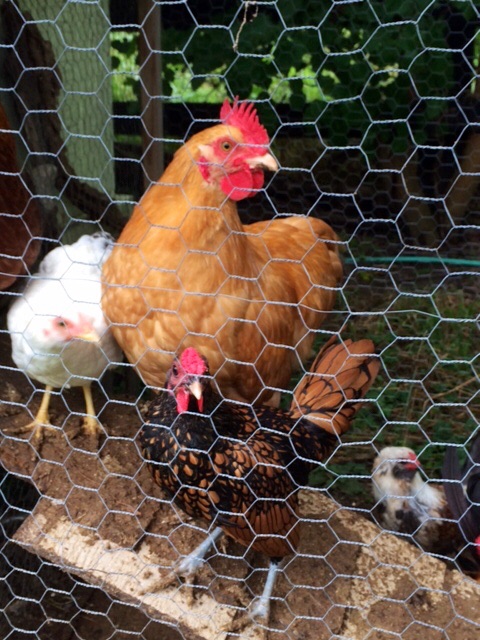 Spring chickens from 2014.  Though we ordered a Buff Orpington pullet, you can see we didn't get one.  His name is Tank.