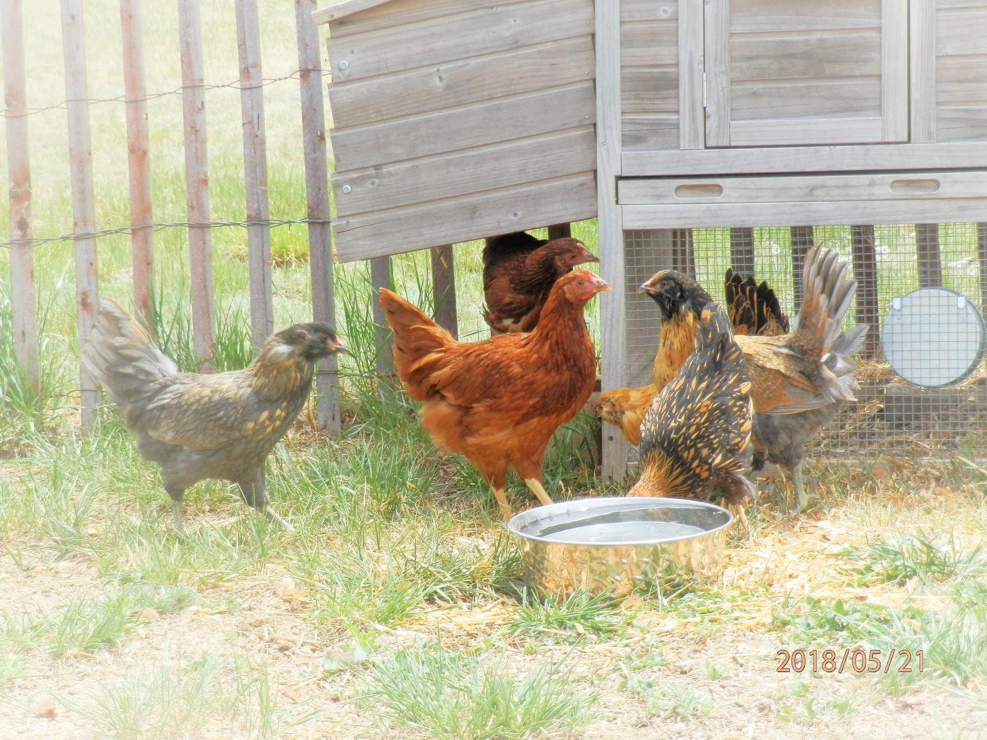 Spring Chicks - Free At Last!