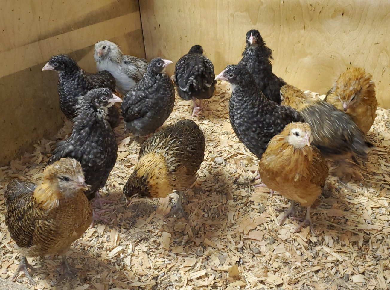 Spring Pullets