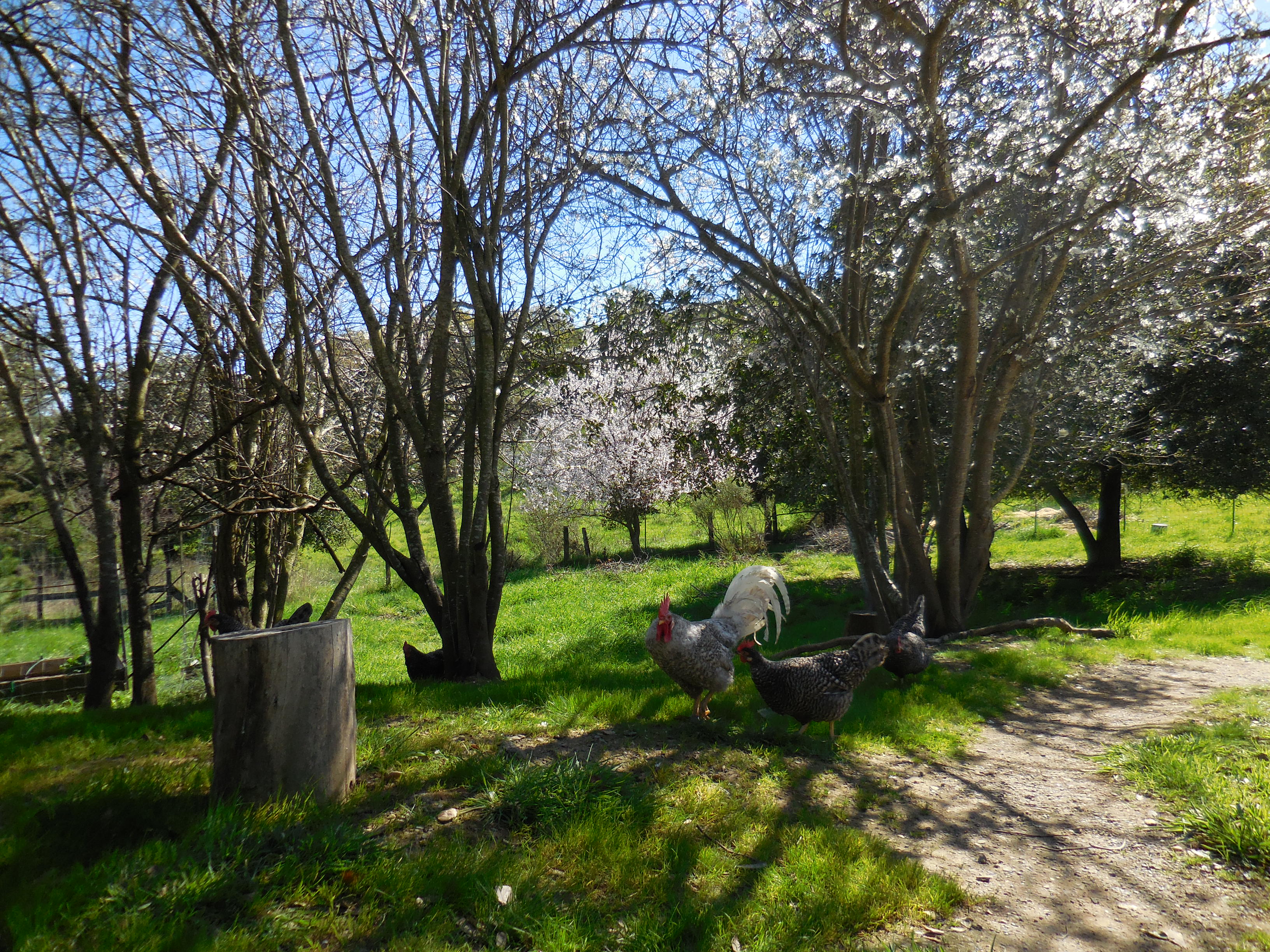 Spring ranging1