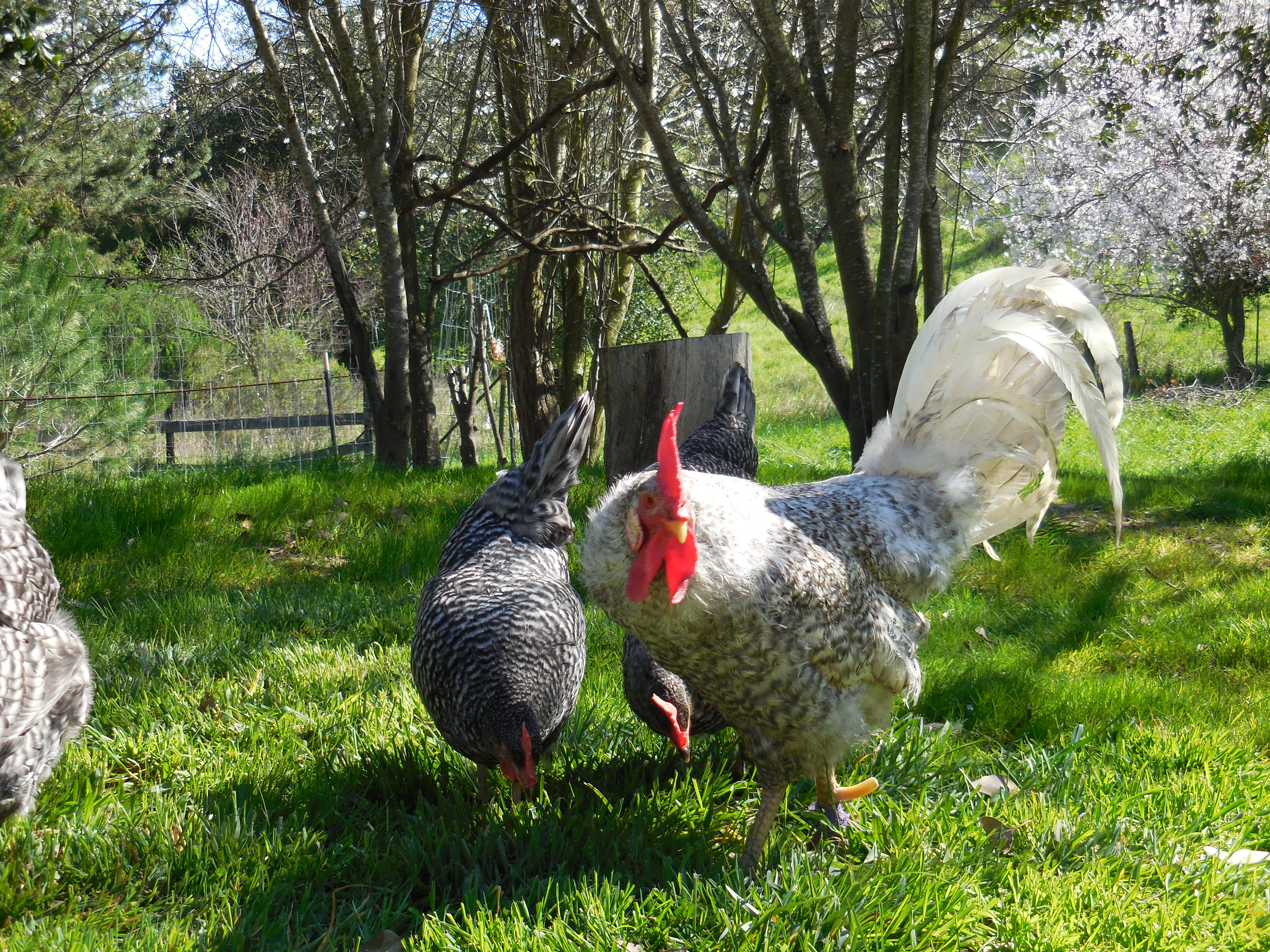 Spring ranging2