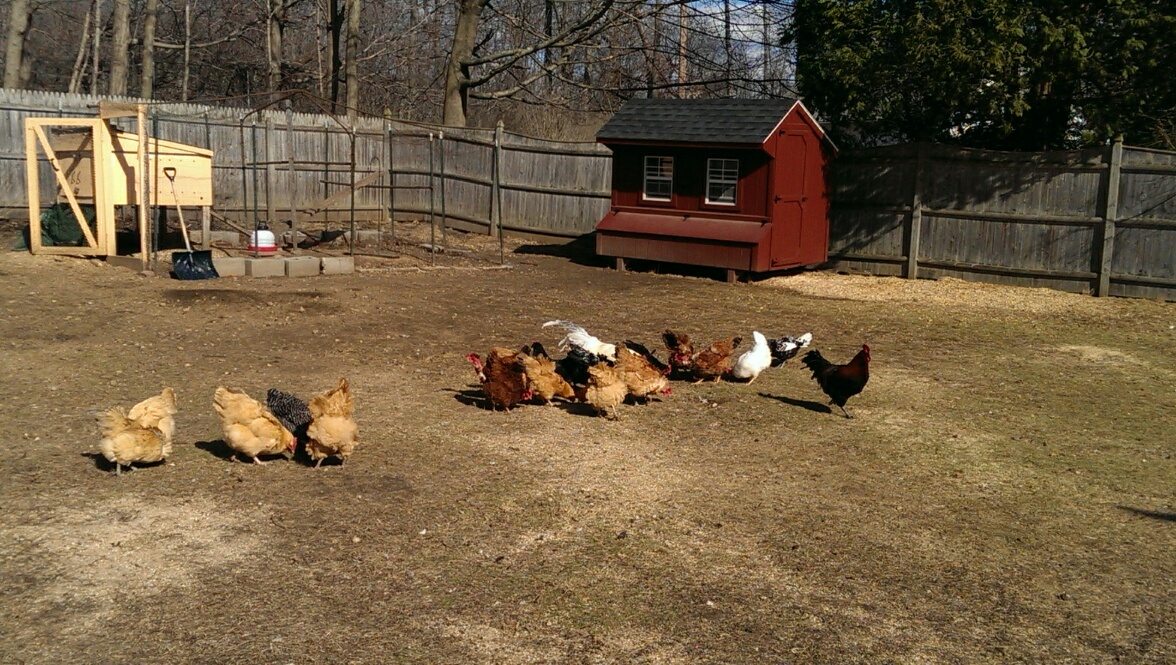 Spring time after all the snow went away.  Warm day, they were loving it.