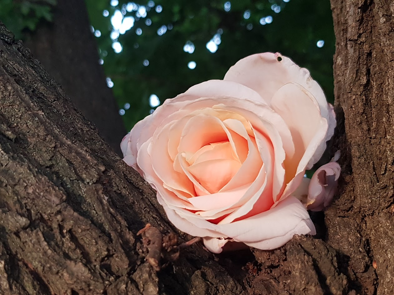 Springtacular Flower 1.png