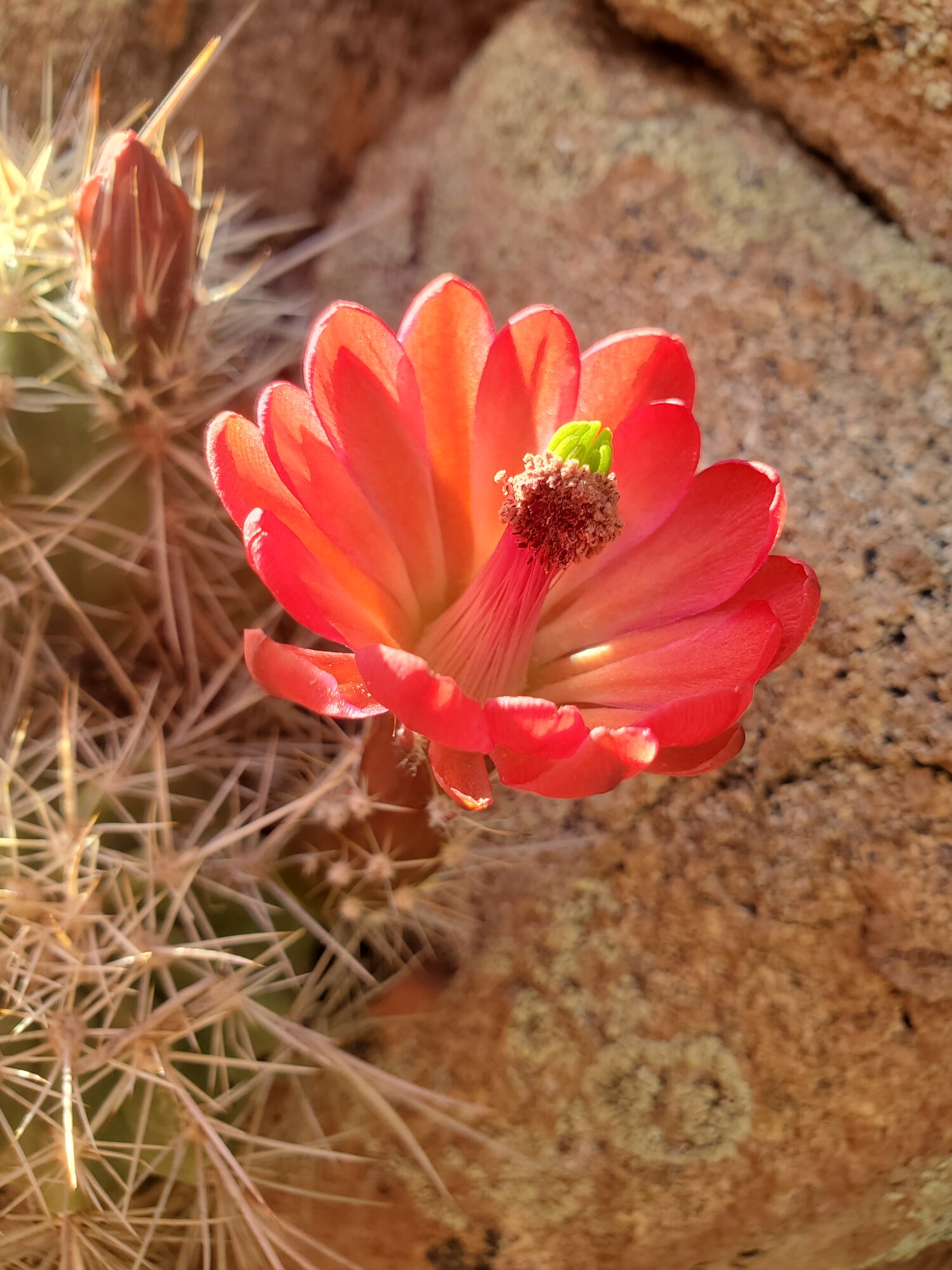 Springtacular Flower 10.jpg