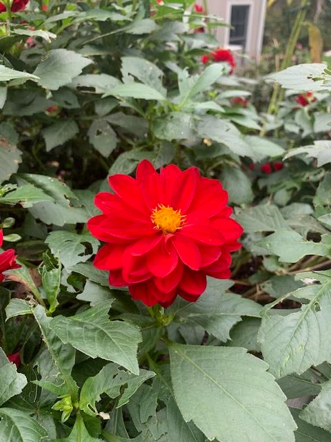 Springtacular Flower 100.png