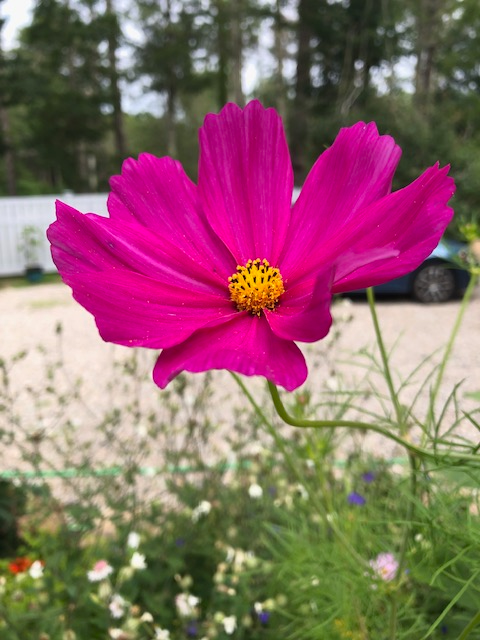 Springtacular Flower 102.png