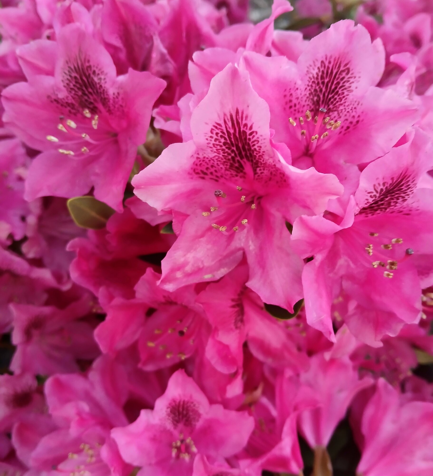 Springtacular Flower 104.jpg