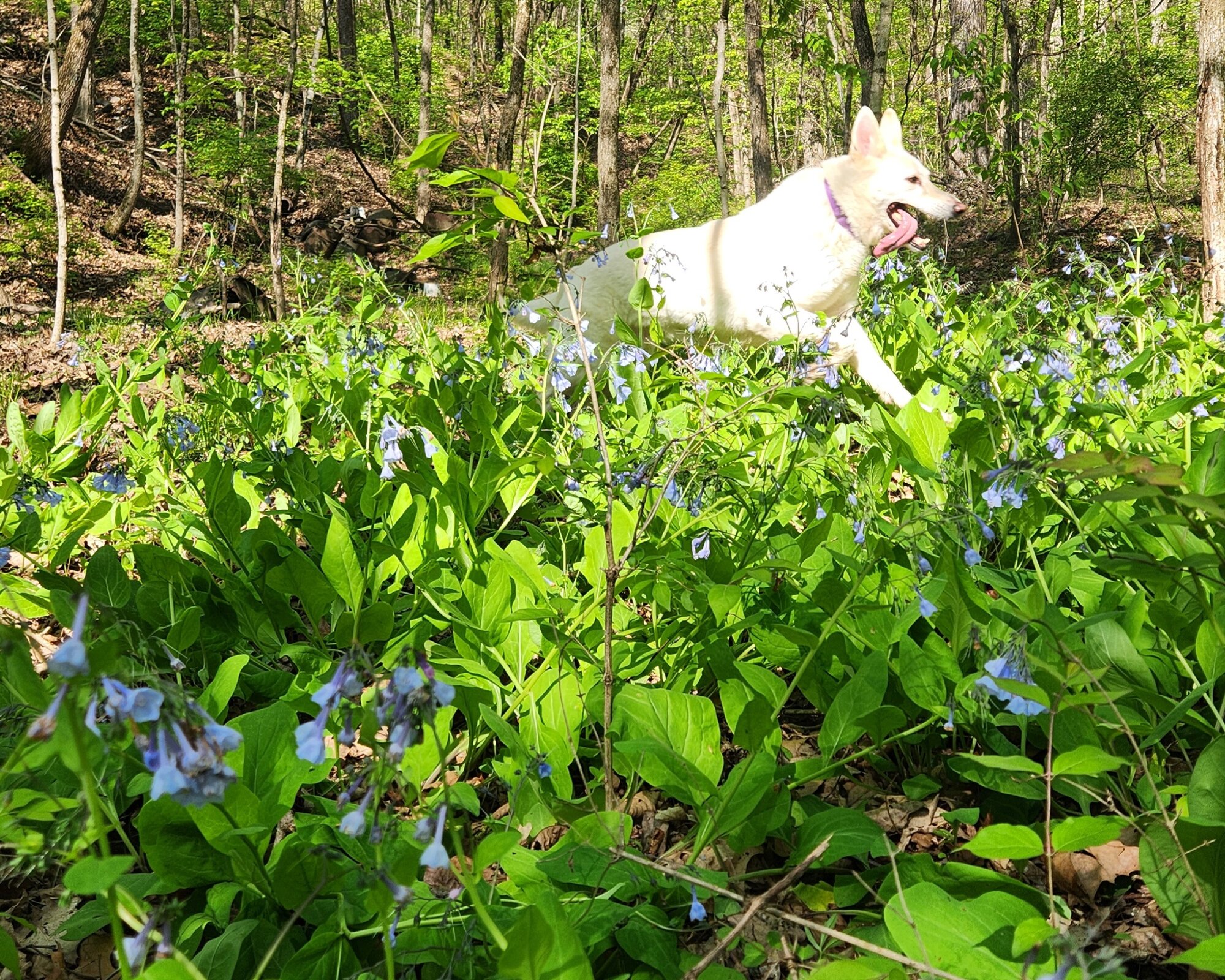 Springtacular Flower 105.jpg