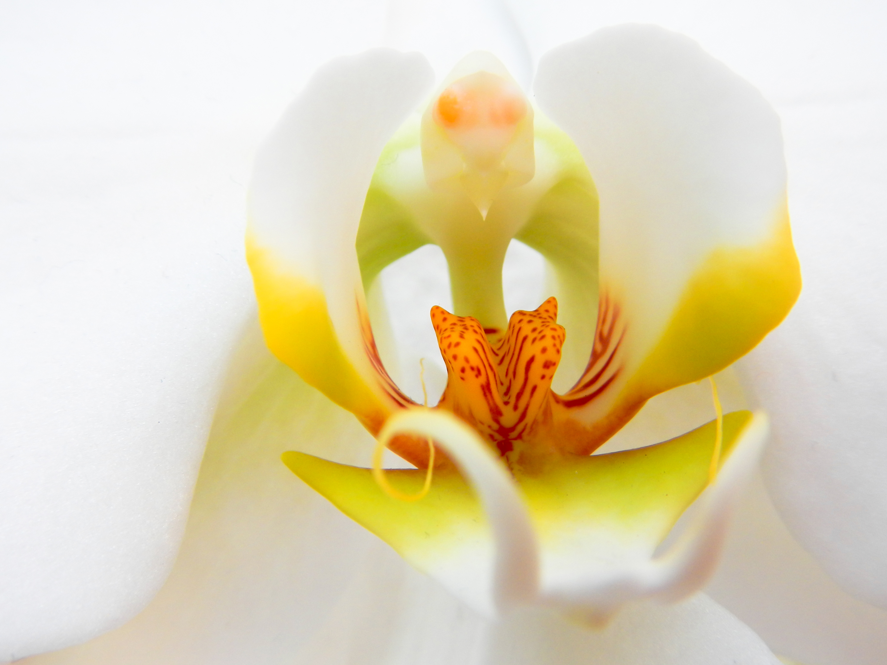 Springtacular Flower 106.jpg