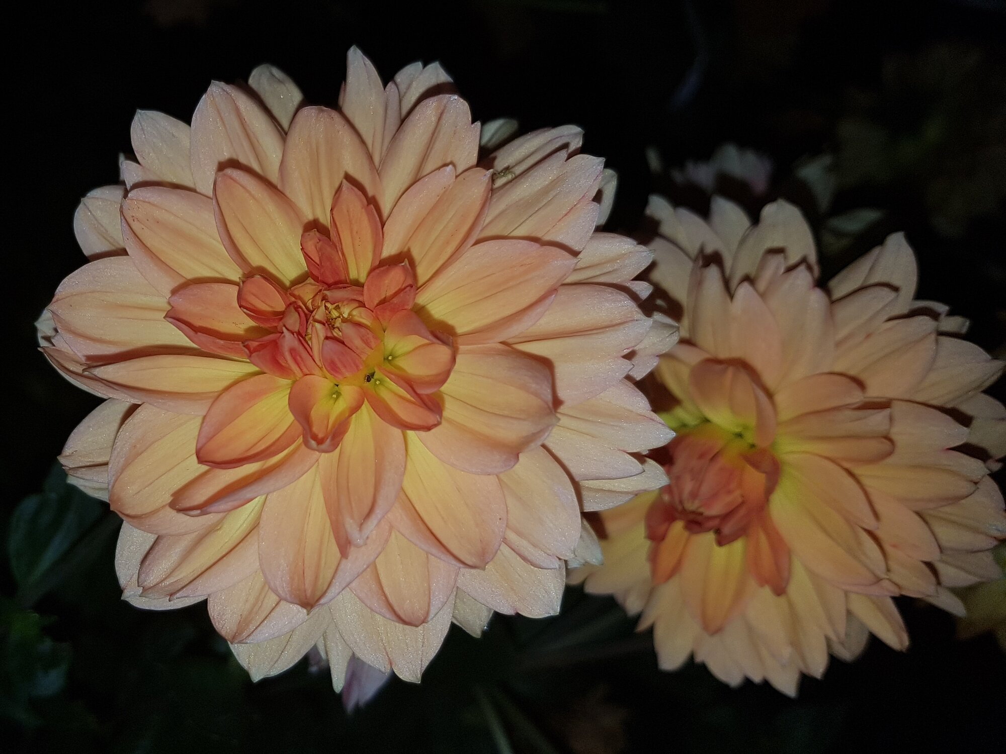 Springtacular Flower 11.jpg