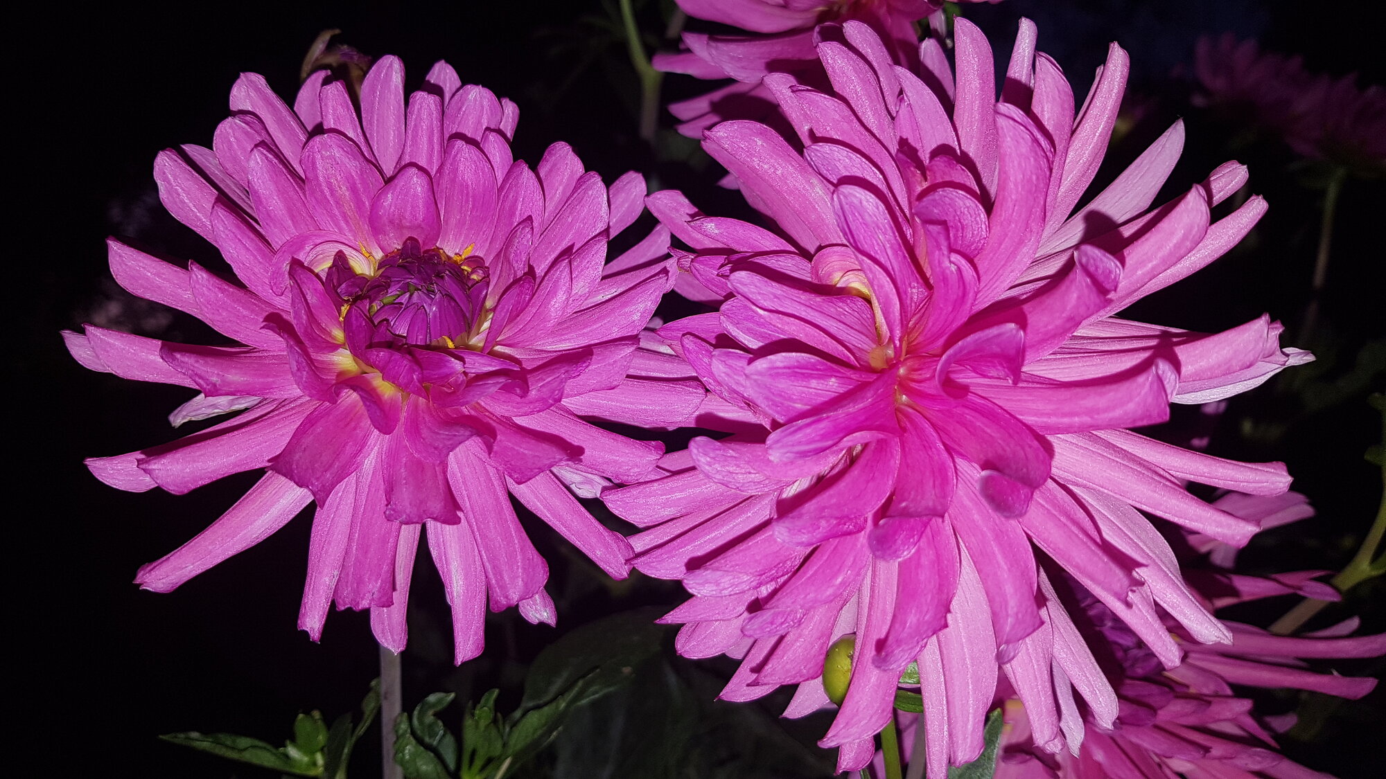 Springtacular Flower 12.jpg