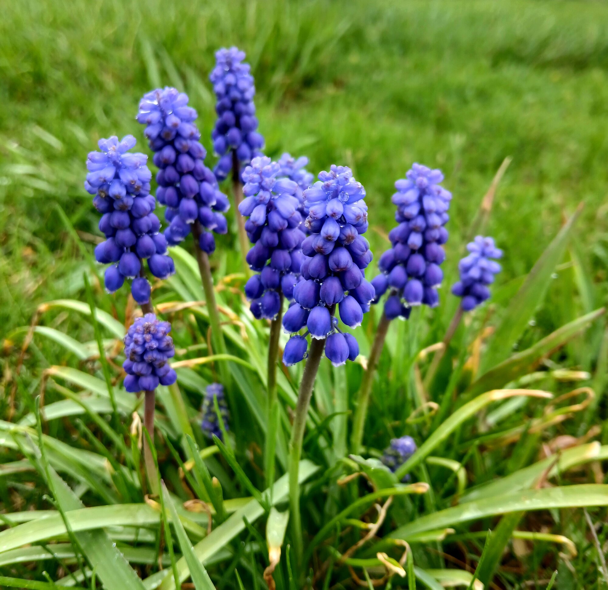 Springtacular Flower 13.jpg