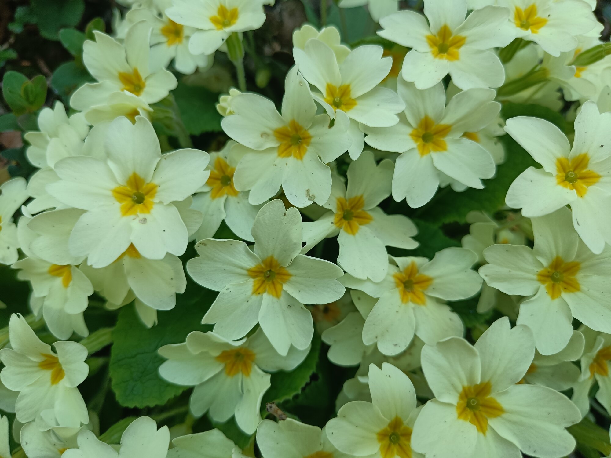 Springtacular Flower 14.jpg