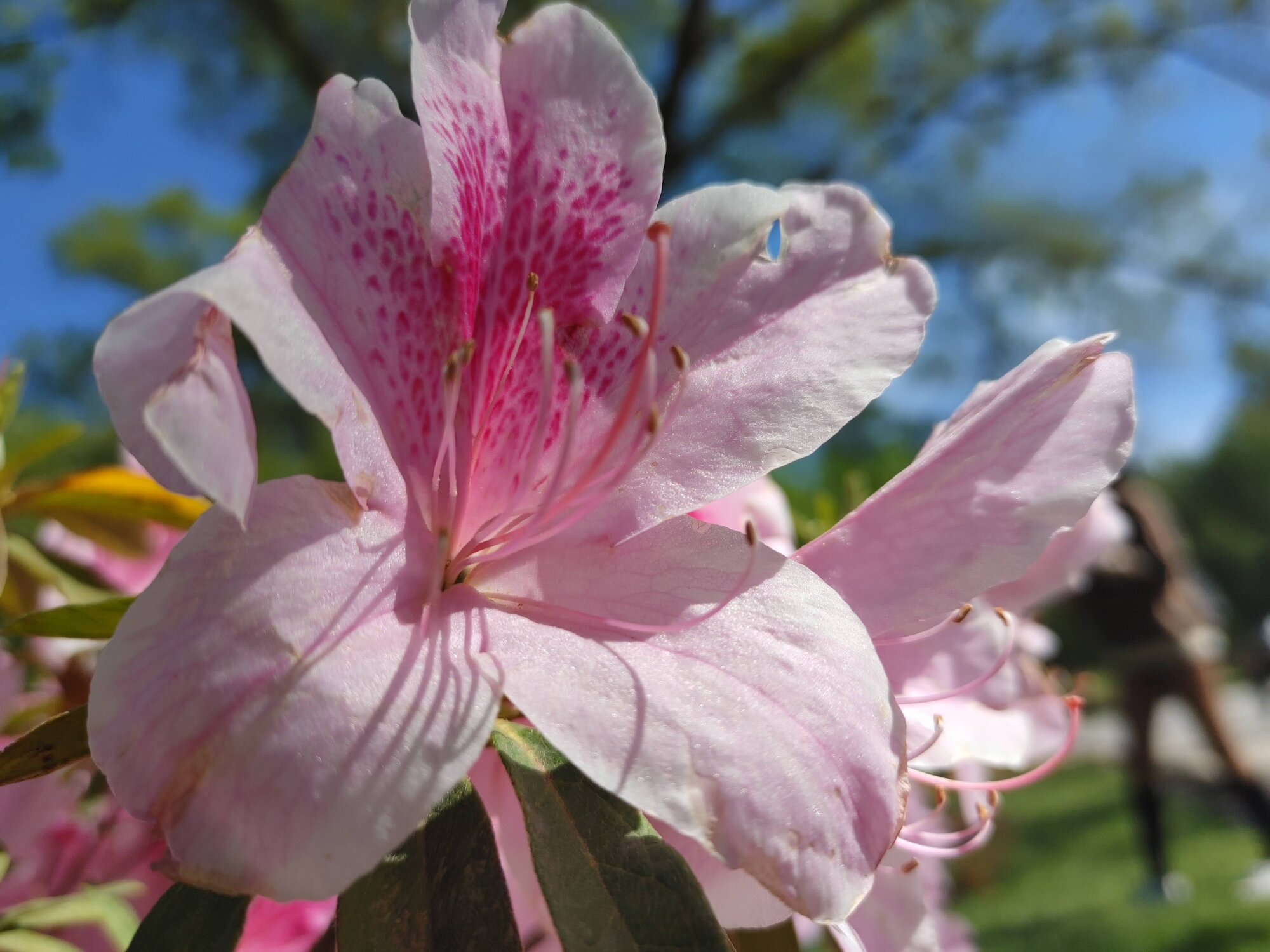 Springtacular Flower 15.jpg