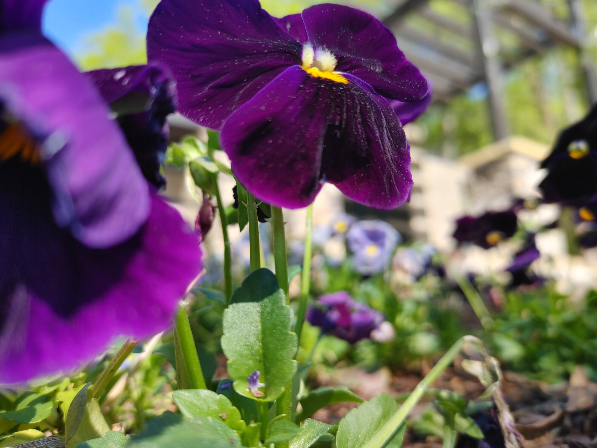 Springtacular Flower 16.jpg