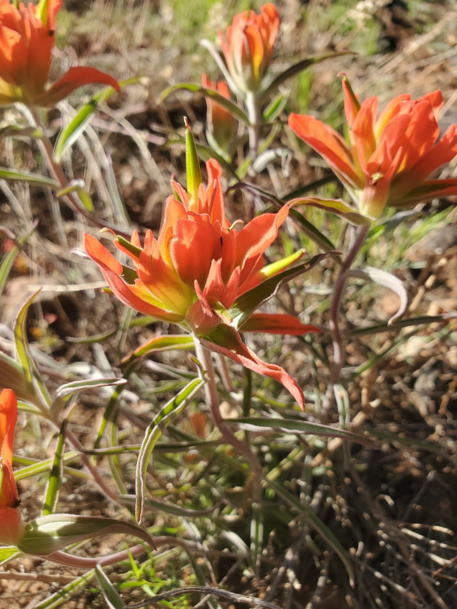 Springtacular Flower 17.jpg